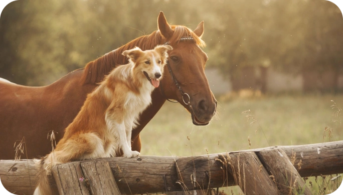 A dog and horse are standing on top of a fence.