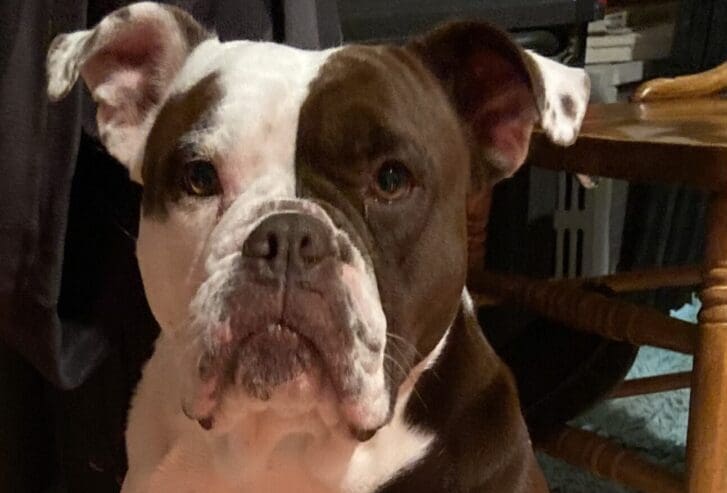 A brown and white dog is looking at the camera.