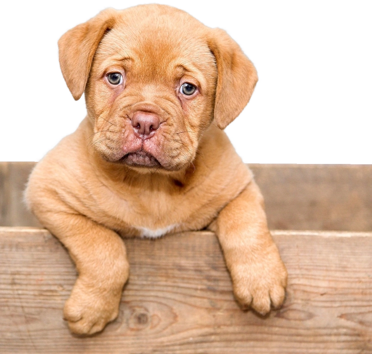 A puppy is sitting on the steps looking at something.