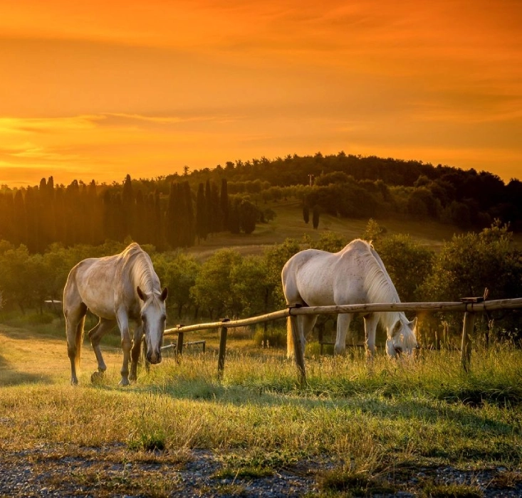 Two horses grazing in a field at sunset.