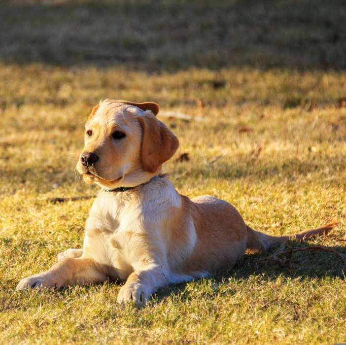 A dog laying in the grass looking at something.