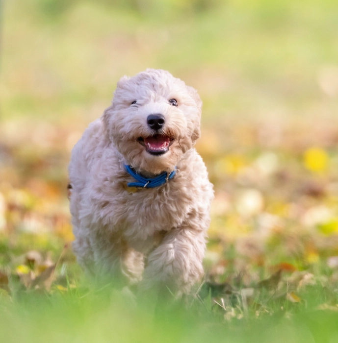 A white dog with blue collar running in the grass.