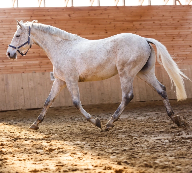 A white horse is walking in the dirt.