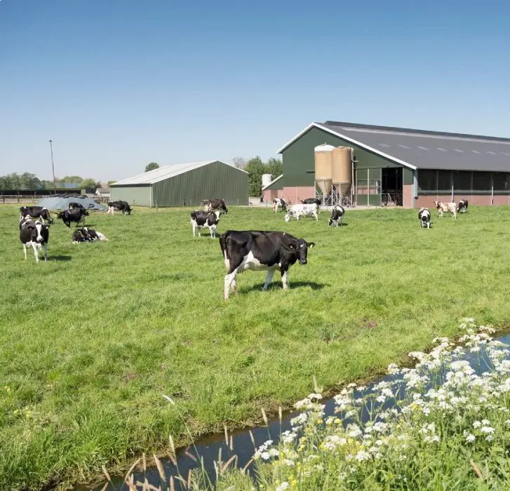 A herd of cows grazing in the grass.