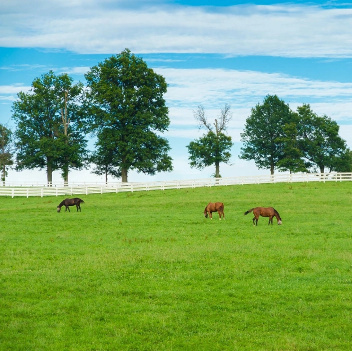 Three horses grazing in a field with trees.