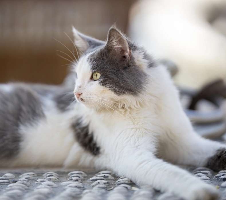 A cat laying on the ground looking at something.