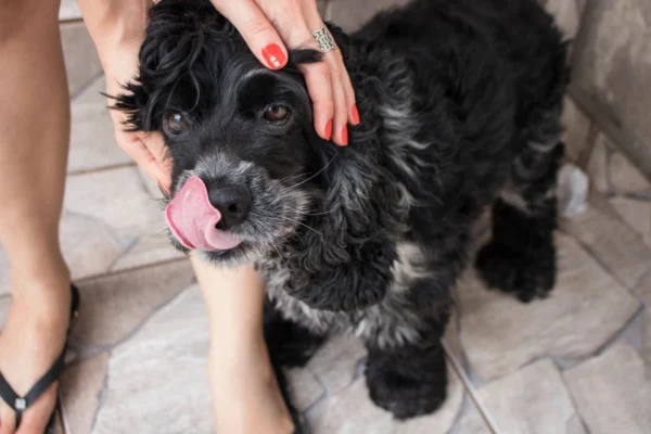 A black dog is being petted by someone