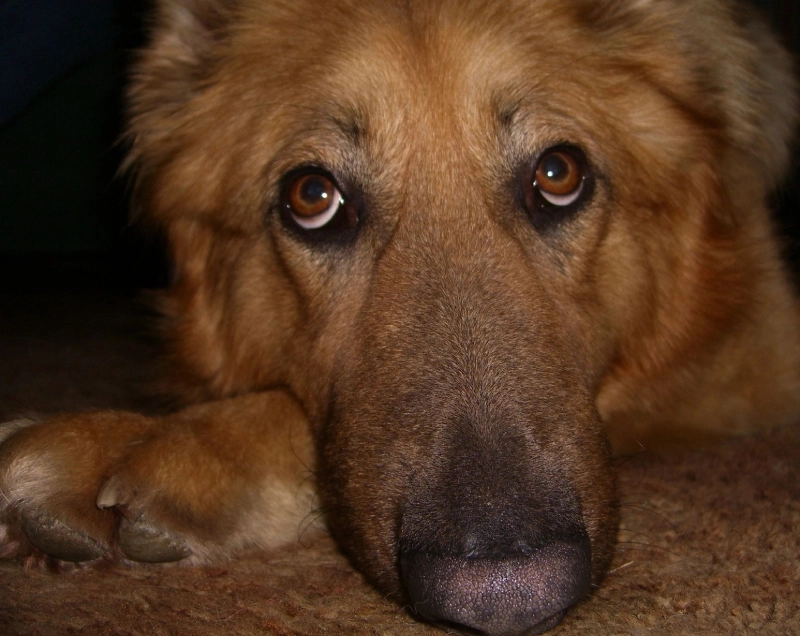 A close up of a dog 's face with eyes wide open