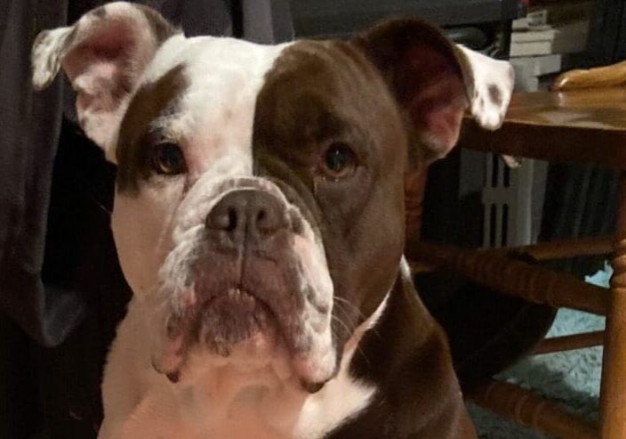 A brown and white dog is looking at the camera.