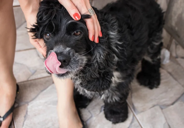 A black dog is being petted by someone