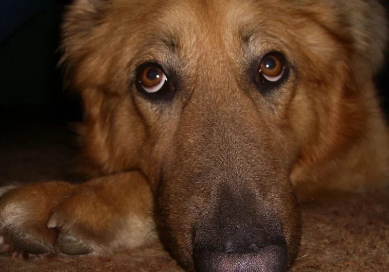 A close up of a dog 's face with eyes wide open